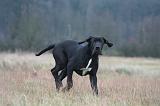 DOGUE ALLEMAND 677